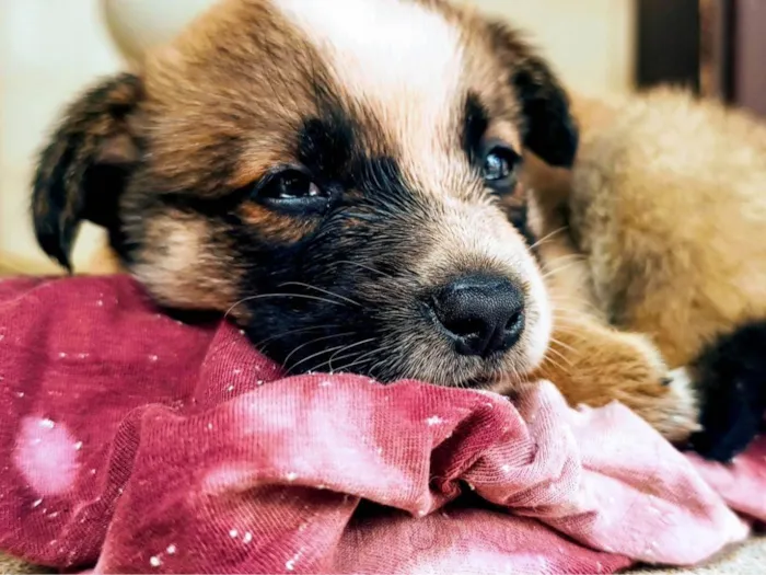 Cachorro ra a SRD-ViraLata idade Abaixo de 2 meses nome Sem Nome 