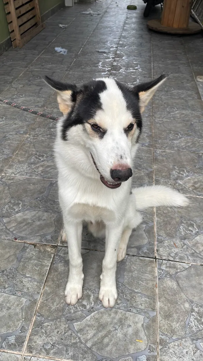 Cachorro ra a Husky Siberiano idade 2 a 6 meses nome Thor