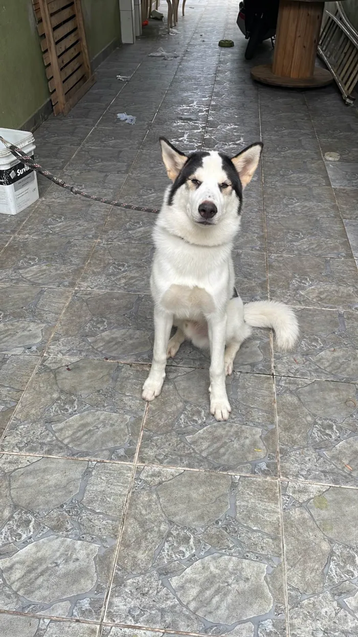 Cachorro ra a Husky Siberiano idade 2 a 6 meses nome Thor