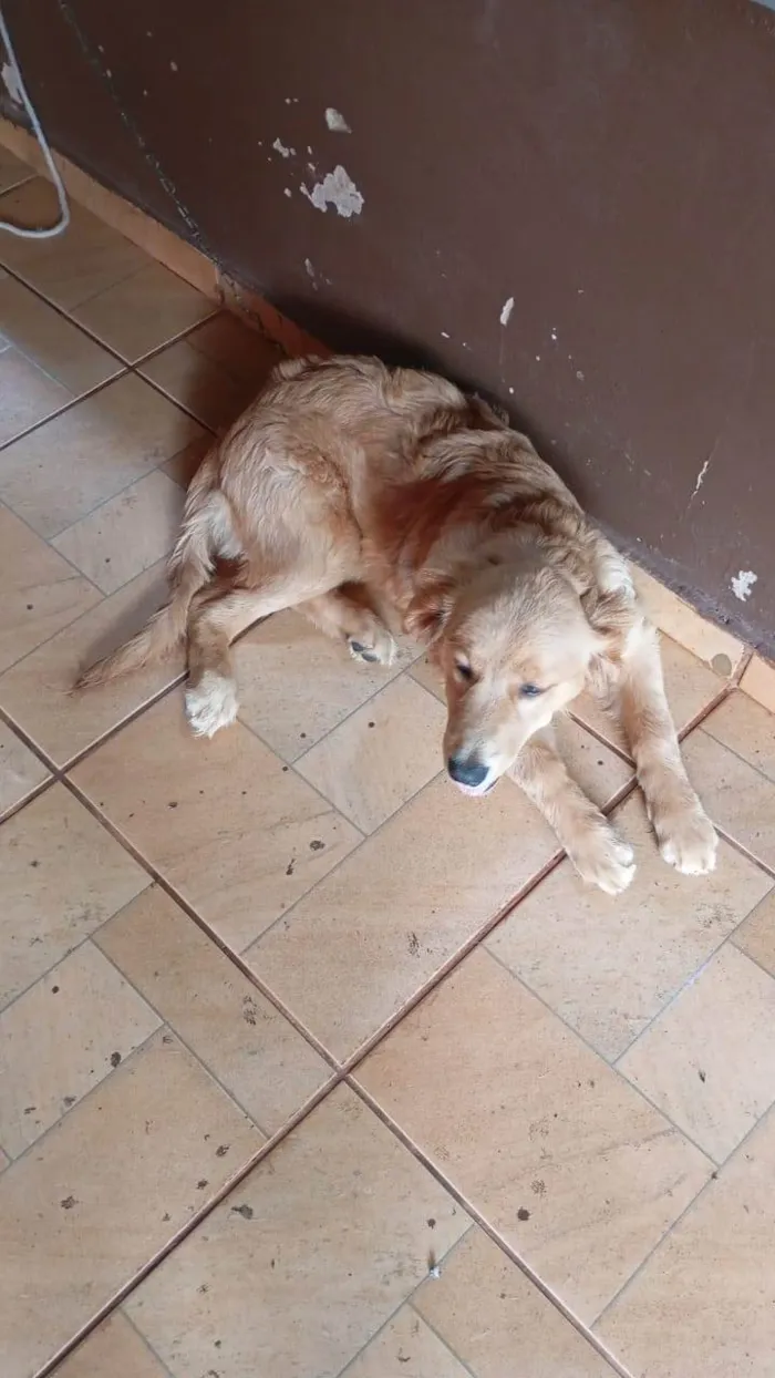 Cachorro ra a SRD-ViraLata idade 2 a 6 meses nome Amora