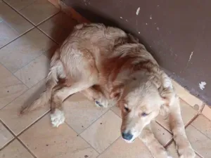 Cachorro raça SRD-ViraLata idade 2 a 6 meses nome Amora