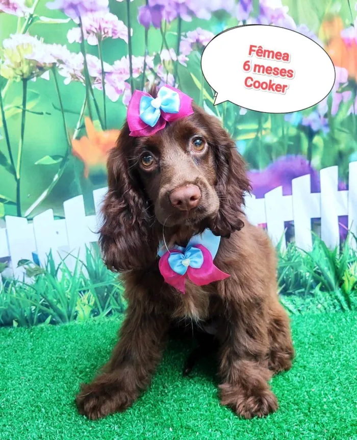 Cachorro ra a Cocker idade 2 a 6 meses nome amora