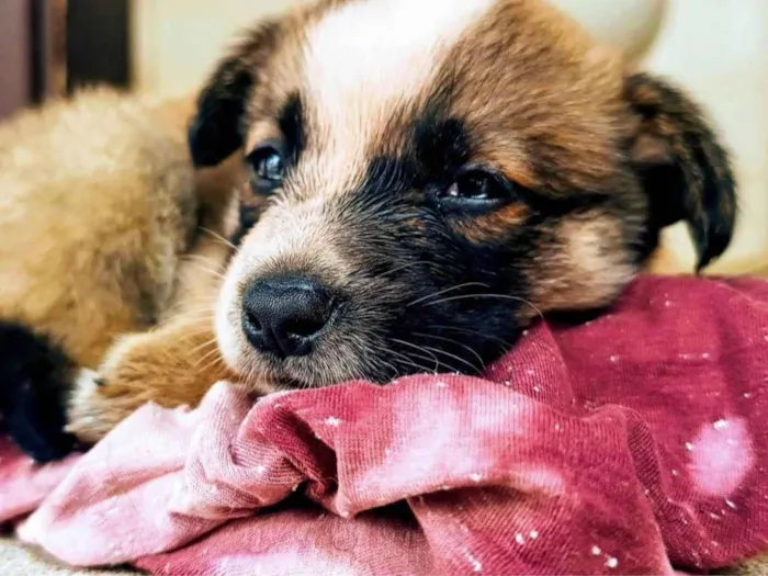 Cachorro ra a SRD-ViraLata idade Abaixo de 2 meses nome Sem Nome 