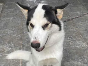 Cachorro raça Husky Siberiano idade 2 a 6 meses nome Thor