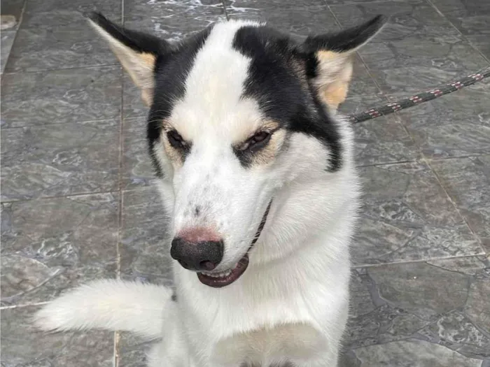 Cachorro ra a Husky Siberiano idade 2 a 6 meses nome Thor