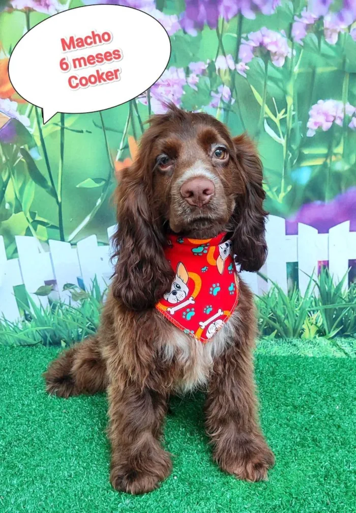 Cachorro ra a Cocker idade 2 a 6 meses nome dico