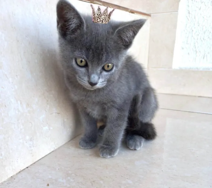 Gato ra a SRD-ViraLata idade Abaixo de 2 meses nome Velvet bebê 60dias lindo 