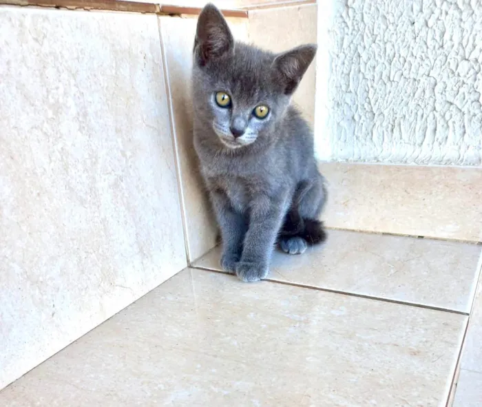 Gato ra a SRD-ViraLata idade Abaixo de 2 meses nome Velvet bebê 60dias lindo 