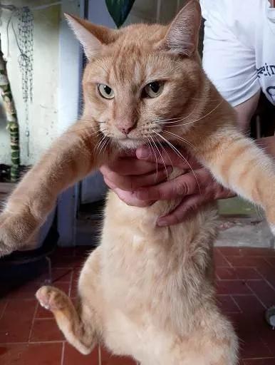 Cachorro ra a SRD-ViraLata idade 6 ou mais anos nome REIKI E SAMURAI