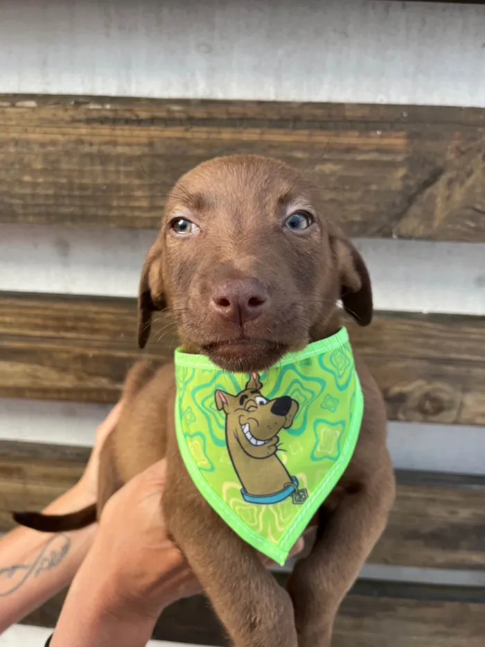 Cachorro ra a SRD-ViraLata idade 2 a 6 meses nome Murilo