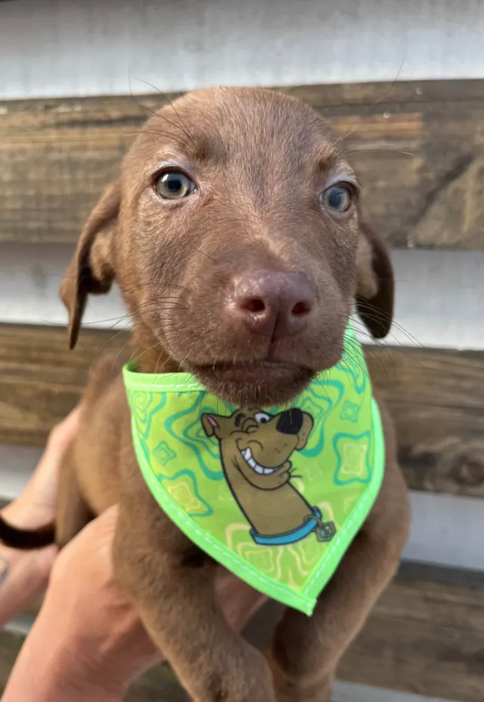 Cachorro ra a SRD-ViraLata idade 2 a 6 meses nome Murilo