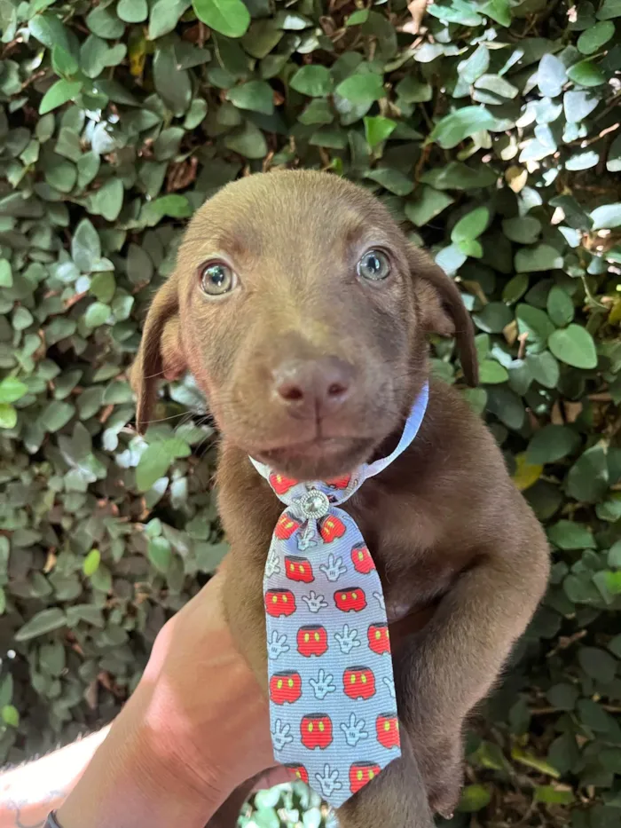 Cachorro ra a SRD-ViraLata idade 2 a 6 meses nome Murilo