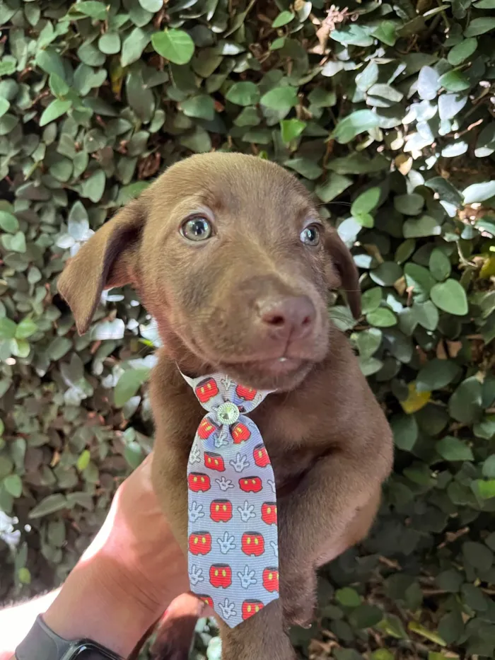 Cachorro ra a SRD-ViraLata idade 2 a 6 meses nome Murilo