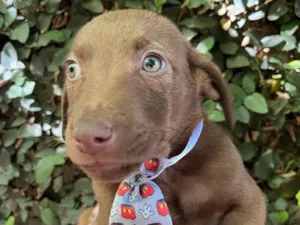 Cachorro raça SRD-ViraLata idade 2 a 6 meses nome Murilo