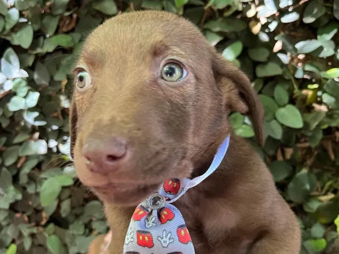 Cachorro ra a SRD-ViraLata idade 2 a 6 meses nome Murilo