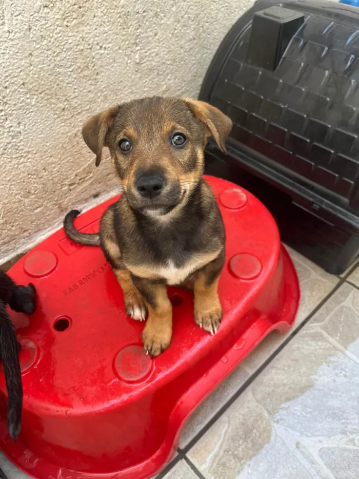 Cachorro ra a SRD-ViraLata idade 2 a 6 meses nome Manoel