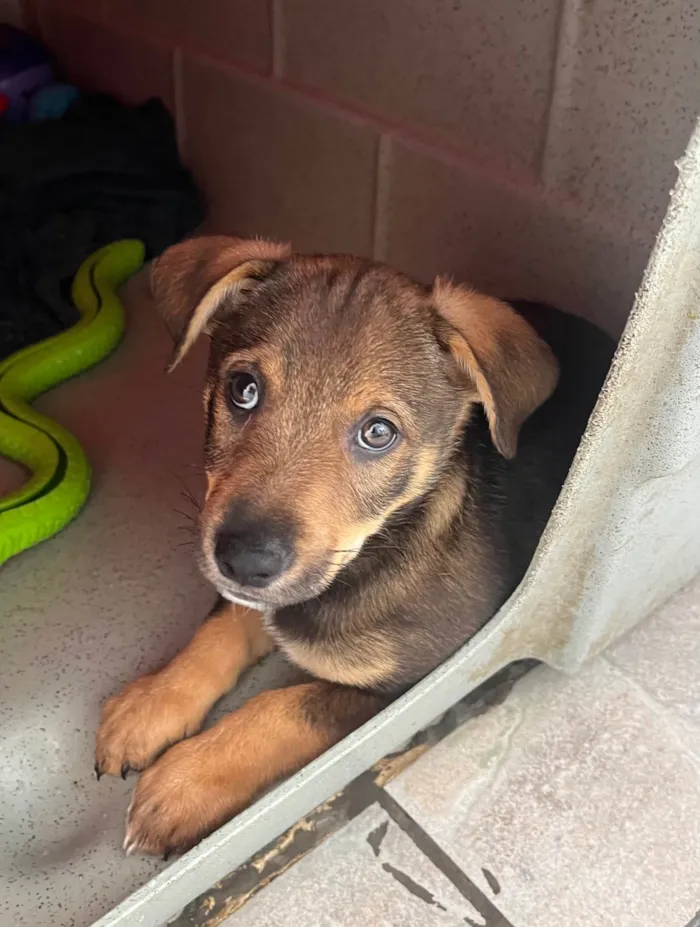 Cachorro ra a SRD-ViraLata idade 2 a 6 meses nome Manoel