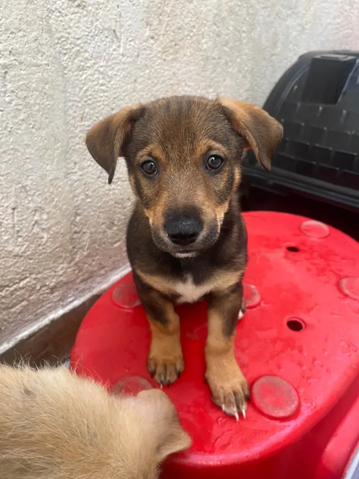 Cachorro ra a SRD-ViraLata idade 2 a 6 meses nome Manoel