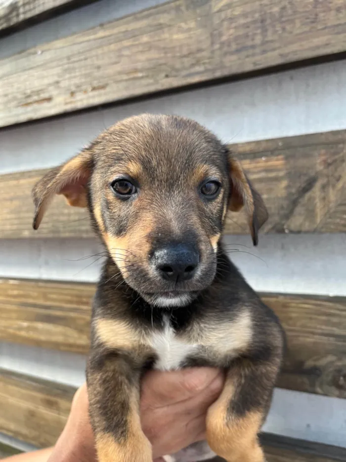 Cachorro ra a SRD-ViraLata idade 2 a 6 meses nome Manoel