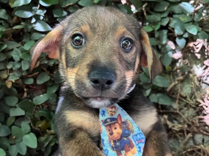 Cachorro ra a SRD-ViraLata idade 2 a 6 meses nome Manoel