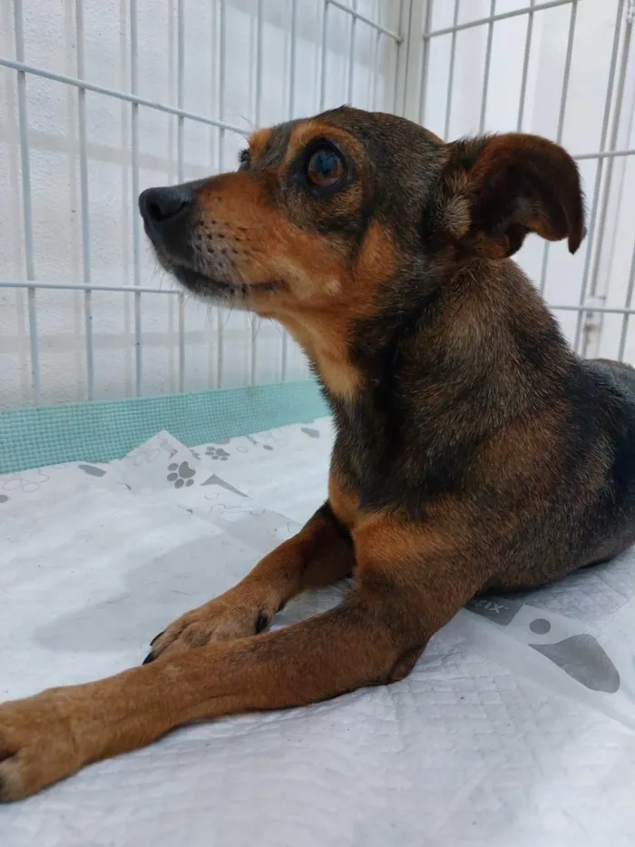 Cachorro ra a SRD-ViraLata idade 3 anos nome Cleitinho(nome dado na clinica)