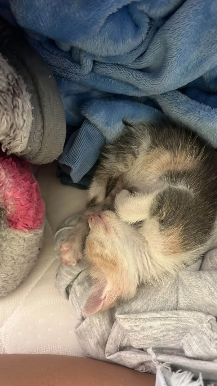 Gato ra a SRD-ViraLata idade 2 a 6 meses nome N tem nome
