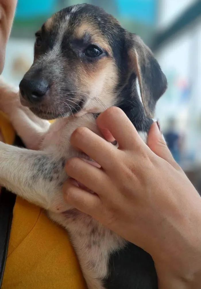 Cachorro ra a SRD-ViraLata idade 2 a 6 meses nome Saquê 