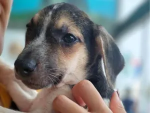 Cachorro raça SRD-ViraLata idade 2 a 6 meses nome Saquê 