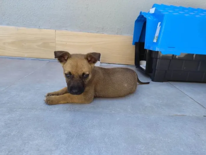 Cachorro ra a SRD-ViraLata idade Abaixo de 2 meses nome Mel