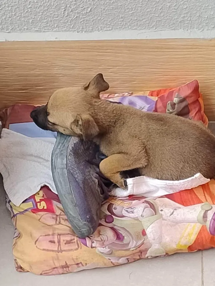 Cachorro ra a SRD-ViraLata idade Abaixo de 2 meses nome Mel