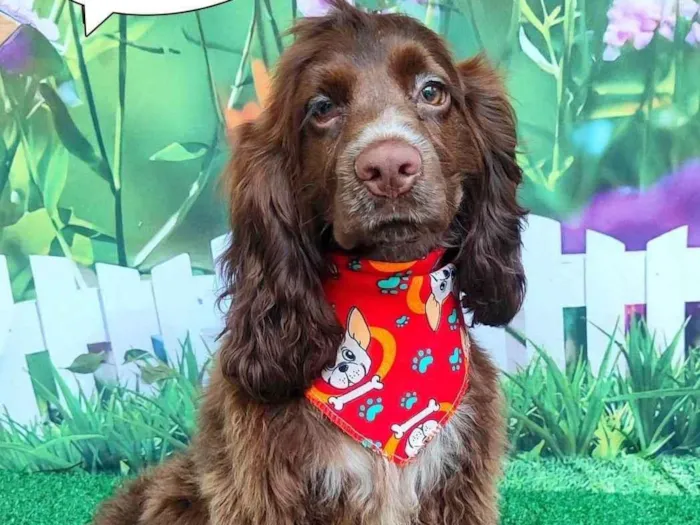 Cachorro ra a Cocker idade 2 a 6 meses nome dico