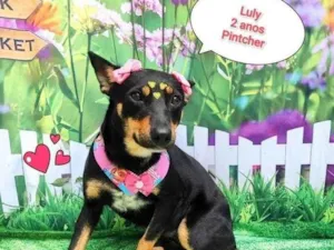 Cachorro raça Pinscher idade 2 anos nome luly