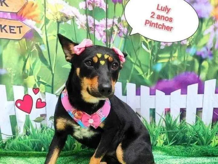 Cachorro ra a Pinscher idade 2 anos nome luly