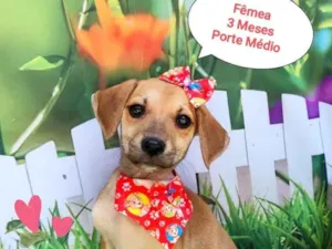 Cachorro raça SRD-ViraLata idade 2 a 6 meses nome luisa