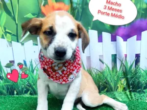 Cachorro raça SRD-ViraLata idade 2 a 6 meses nome pecadinho