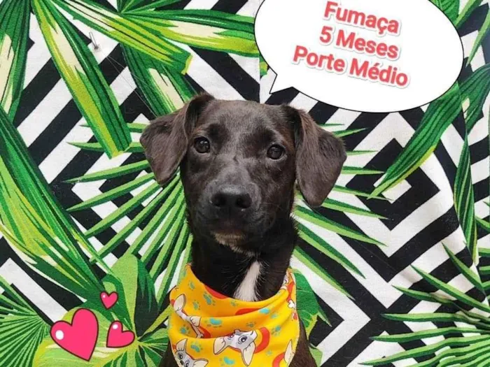 Cachorro ra a SRD-ViraLata idade 2 a 6 meses nome Fumaça