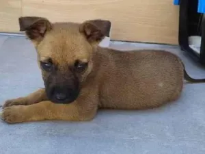 Cachorro raça SRD-ViraLata idade Abaixo de 2 meses nome Mel