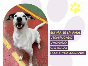 Cachorro raça SRD-ViraLata idade 3 anos nome Milk