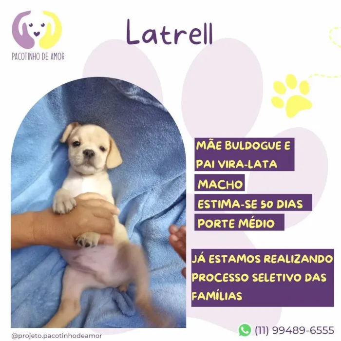 Cachorro ra a SRD-ViraLata idade 2 a 6 meses nome Latrell