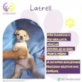 Latrell