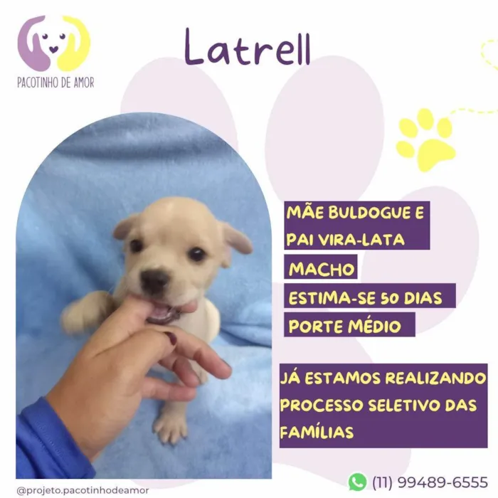 Cachorro ra a SRD-ViraLata idade 2 a 6 meses nome Latrell