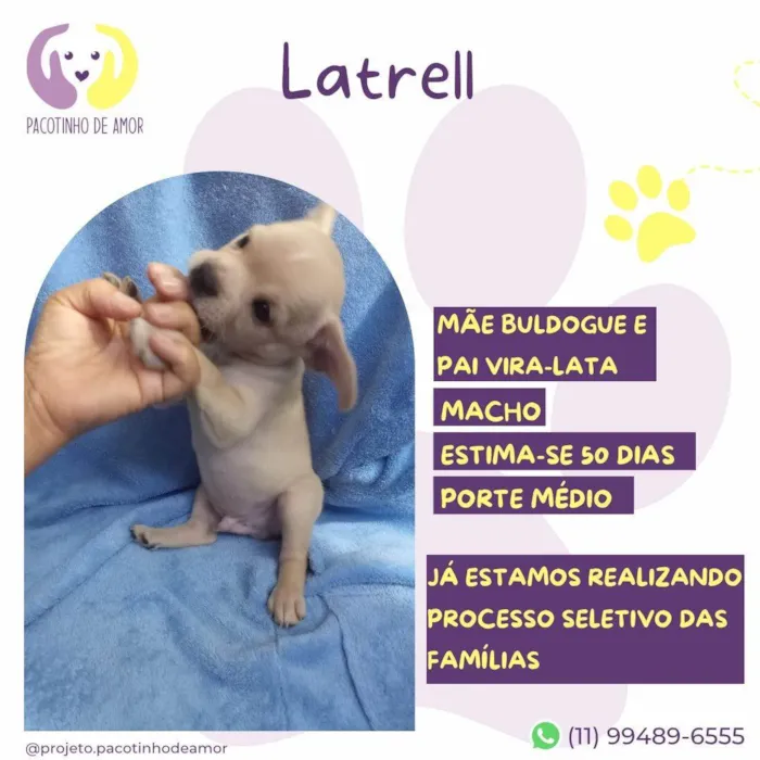 Cachorro ra a SRD-ViraLata idade 2 a 6 meses nome Latrell