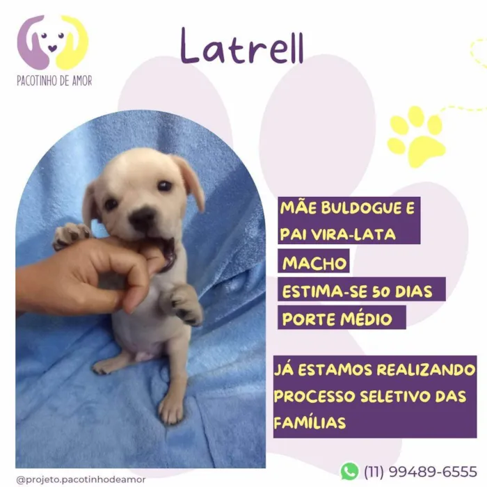 Cachorro ra a SRD-ViraLata idade 2 a 6 meses nome Latrell
