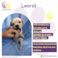 Latrell