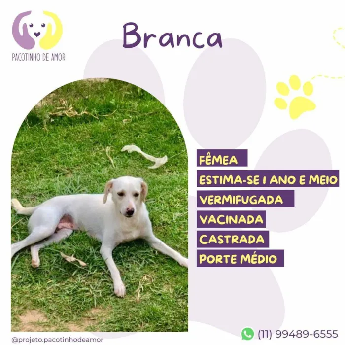 Cachorro ra a SRD-ViraLata idade 1 ano nome Branca