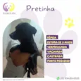 Pretinha