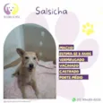 Salsicha