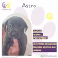 Astro