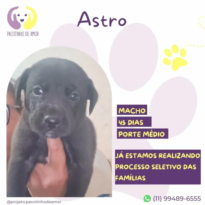 Cachorro ra a SRD-ViraLata idade 2 a 6 meses nome Astro