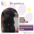 Brigadeiro